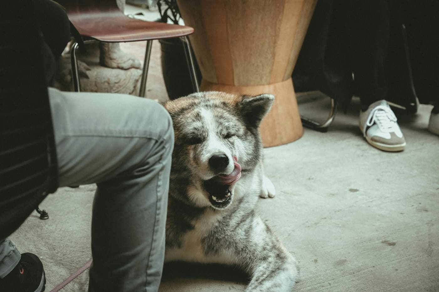 Hond geeuwt ontspannen aan tafel in een restaurant
