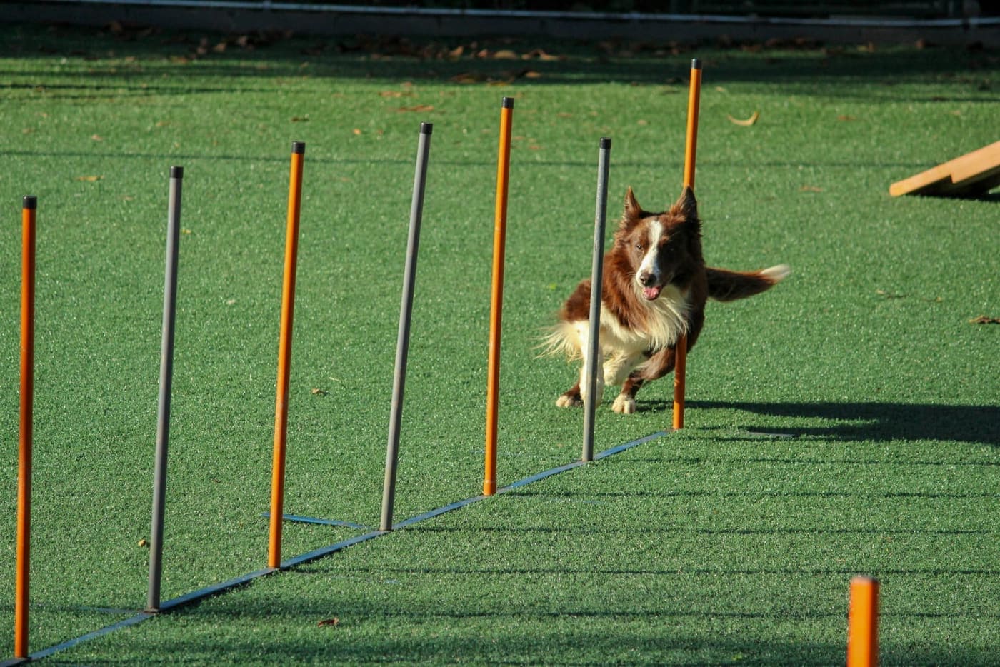 Agility with your dog: how to get started