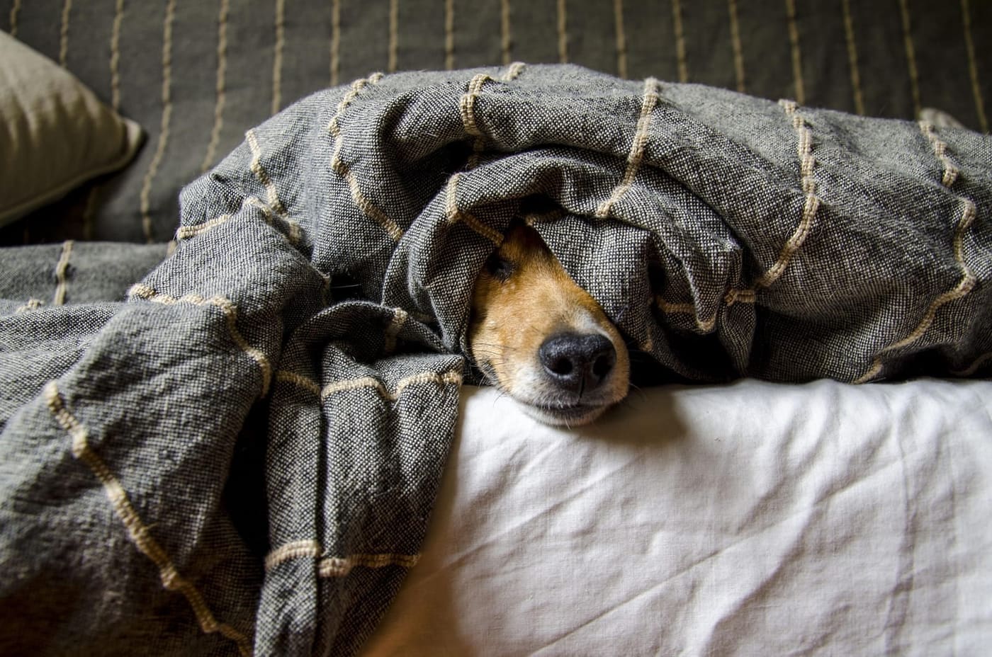 Hotel, B&B of huisje met hond: zo kies je een hondvriendelijk verblijf