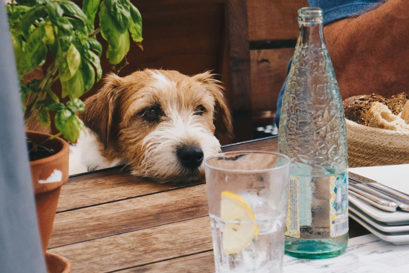 Hond legt kop op tafel bij een terrasje