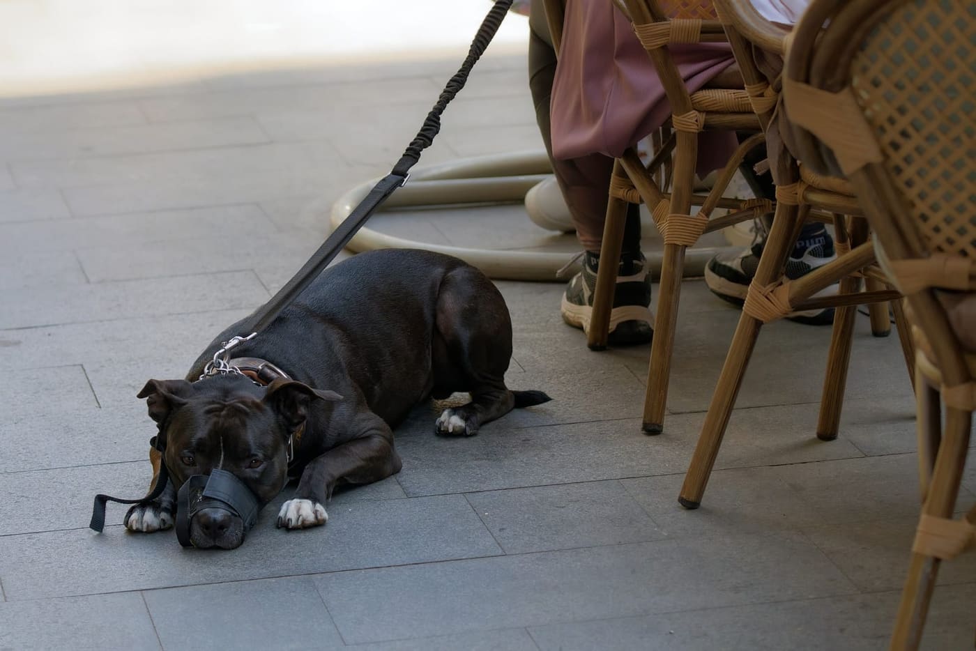 Hond ligt onder een tafel op een terras