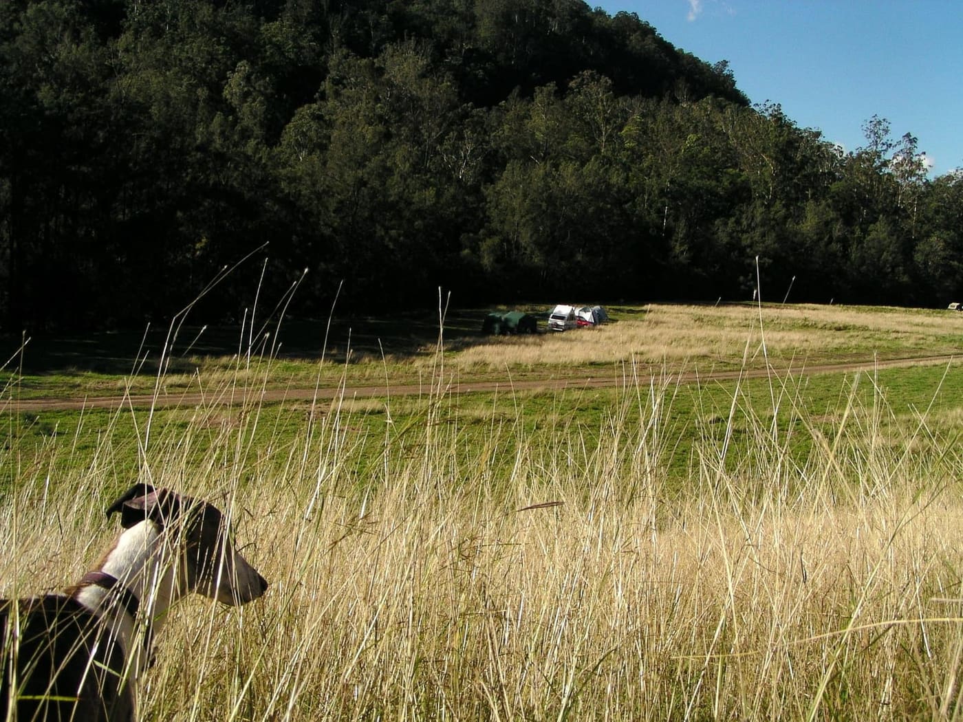Un chien renifle et se promène librement dans les hautes herbes