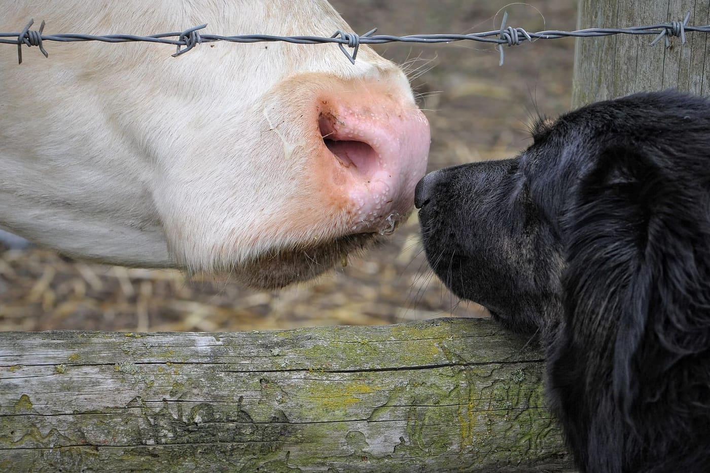 Un chien renifle nez à nez avec une vache par-dessus une clôture en bois