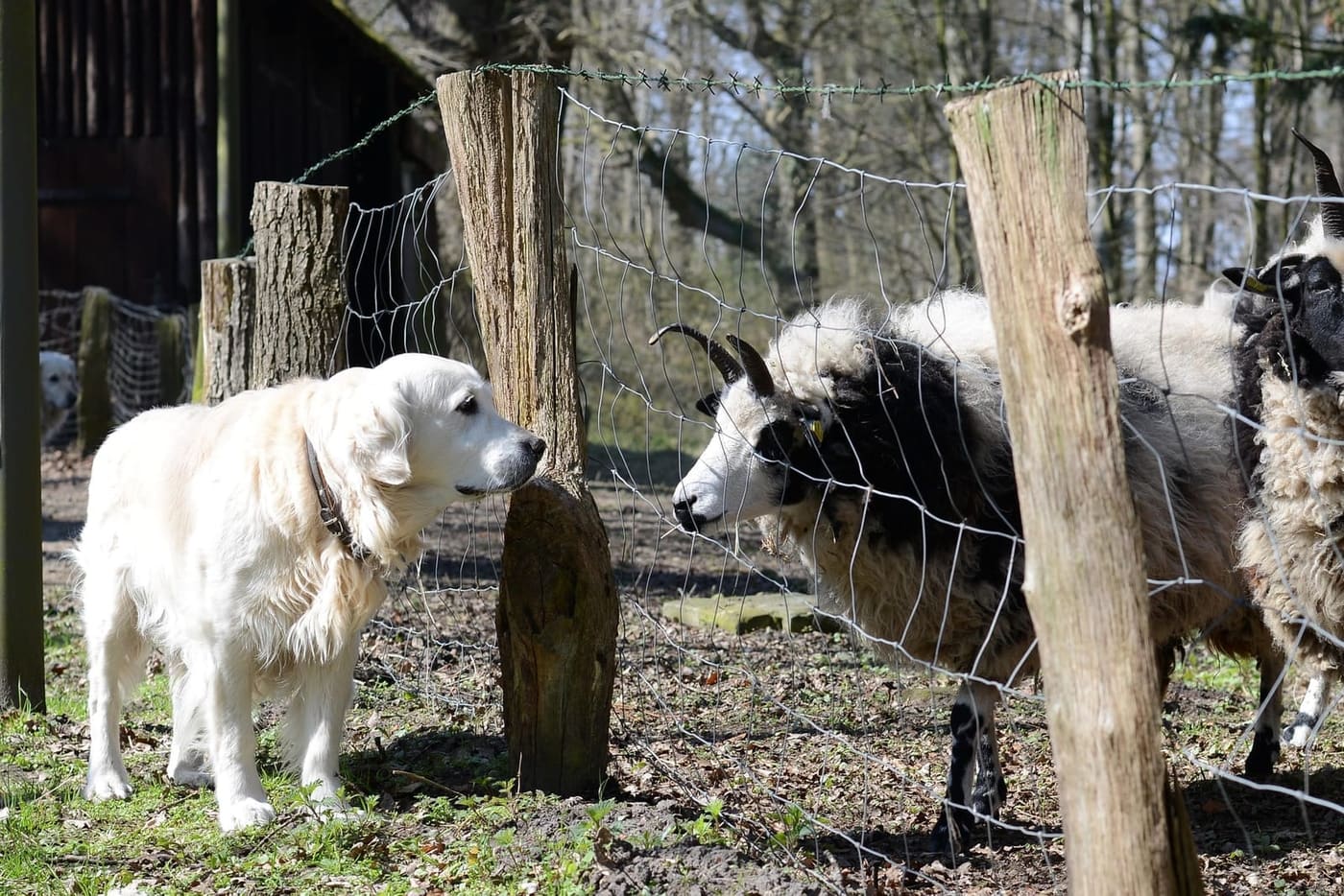Chiens et bétail : passer en sécurité près des prairies et des troupeaux