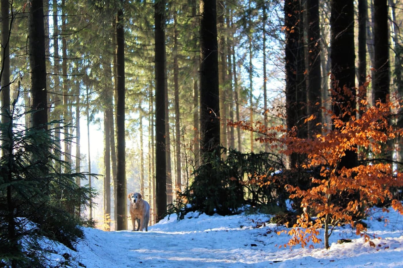 Wandelen met je hond in de winter: kou, strooizout en pootjes