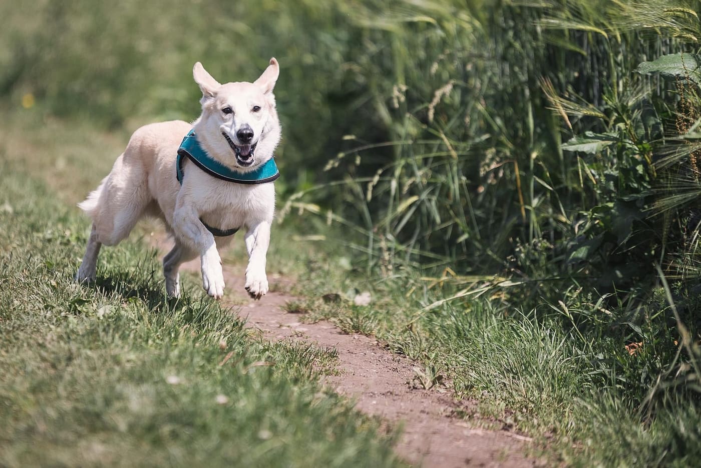 Wandelen met je hond in de Hoge Venen en Ardennen: 8 routes