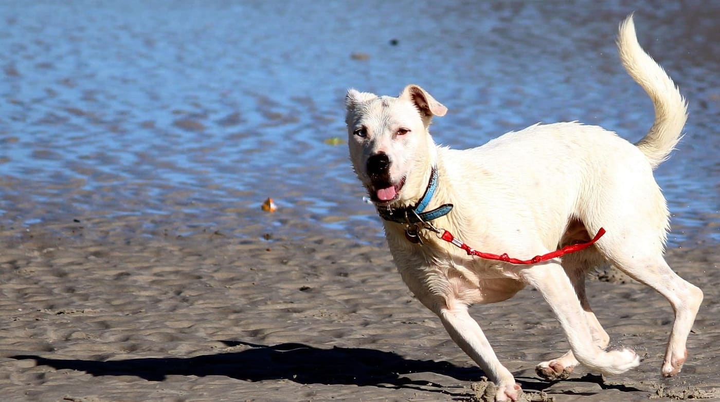 Plage pour chiens en Belgique et aux Pays-Bas : où votre chien est-il admis ?