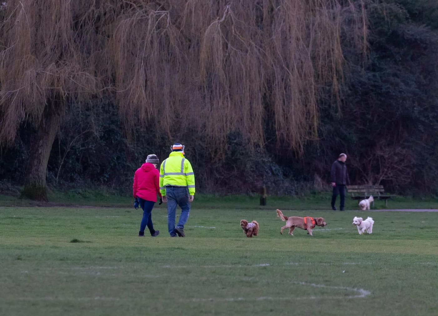 Losloopgebied: mag mijn hond hier los? De regels uitgelegd