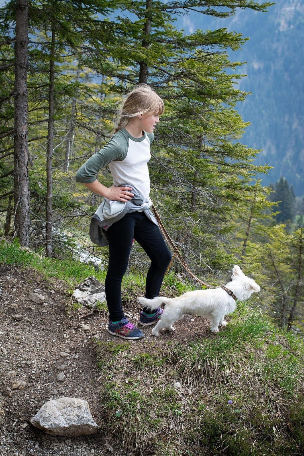 Randonnée en montagne avec votre chien : préparation et sécurité