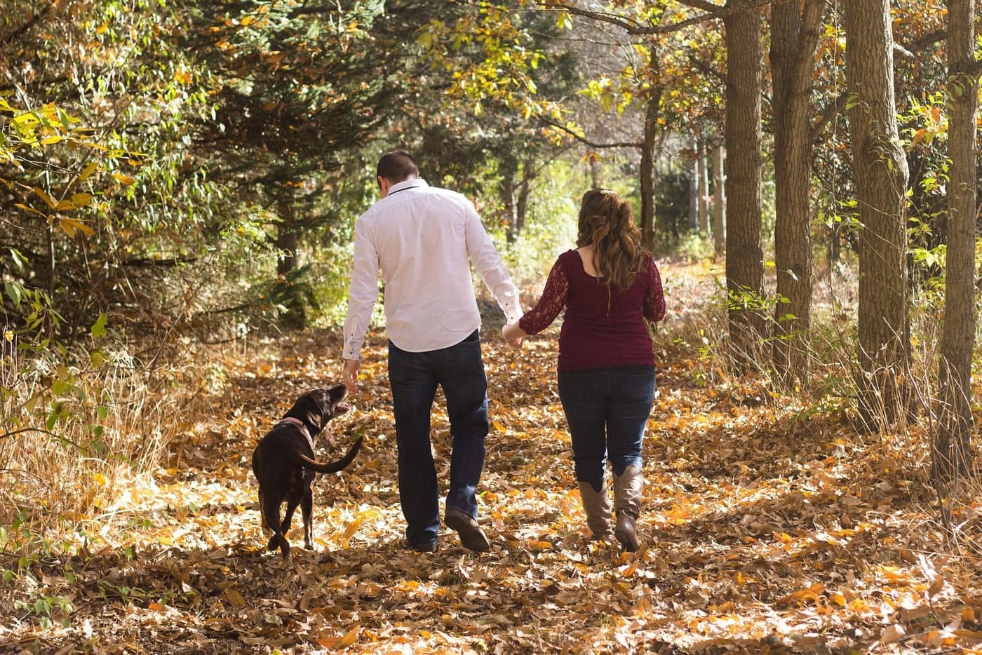 Se promener avec votre chien en automne : 5 points d'attention