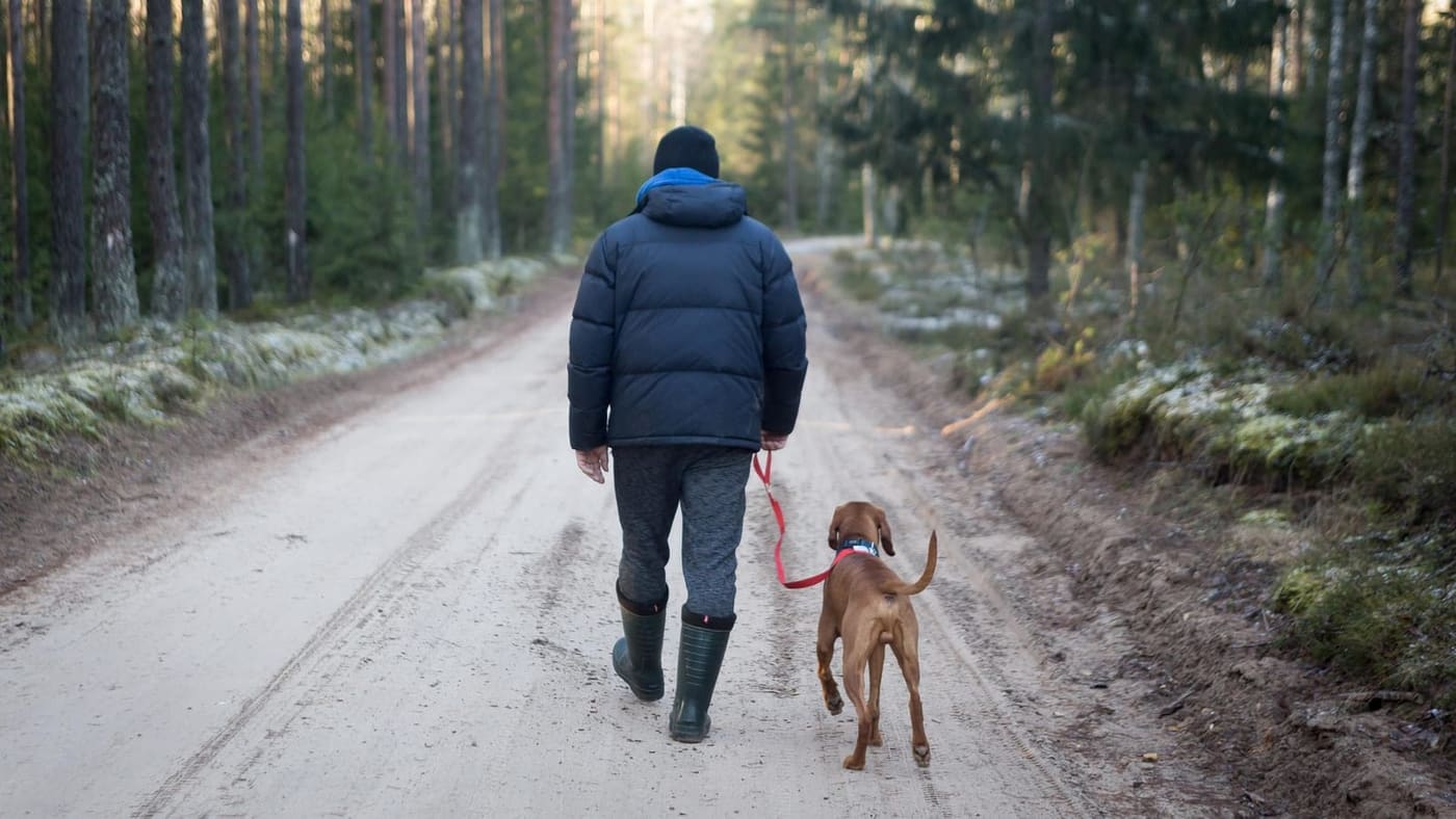 Iemand wandelt met een hond over een winters bospad