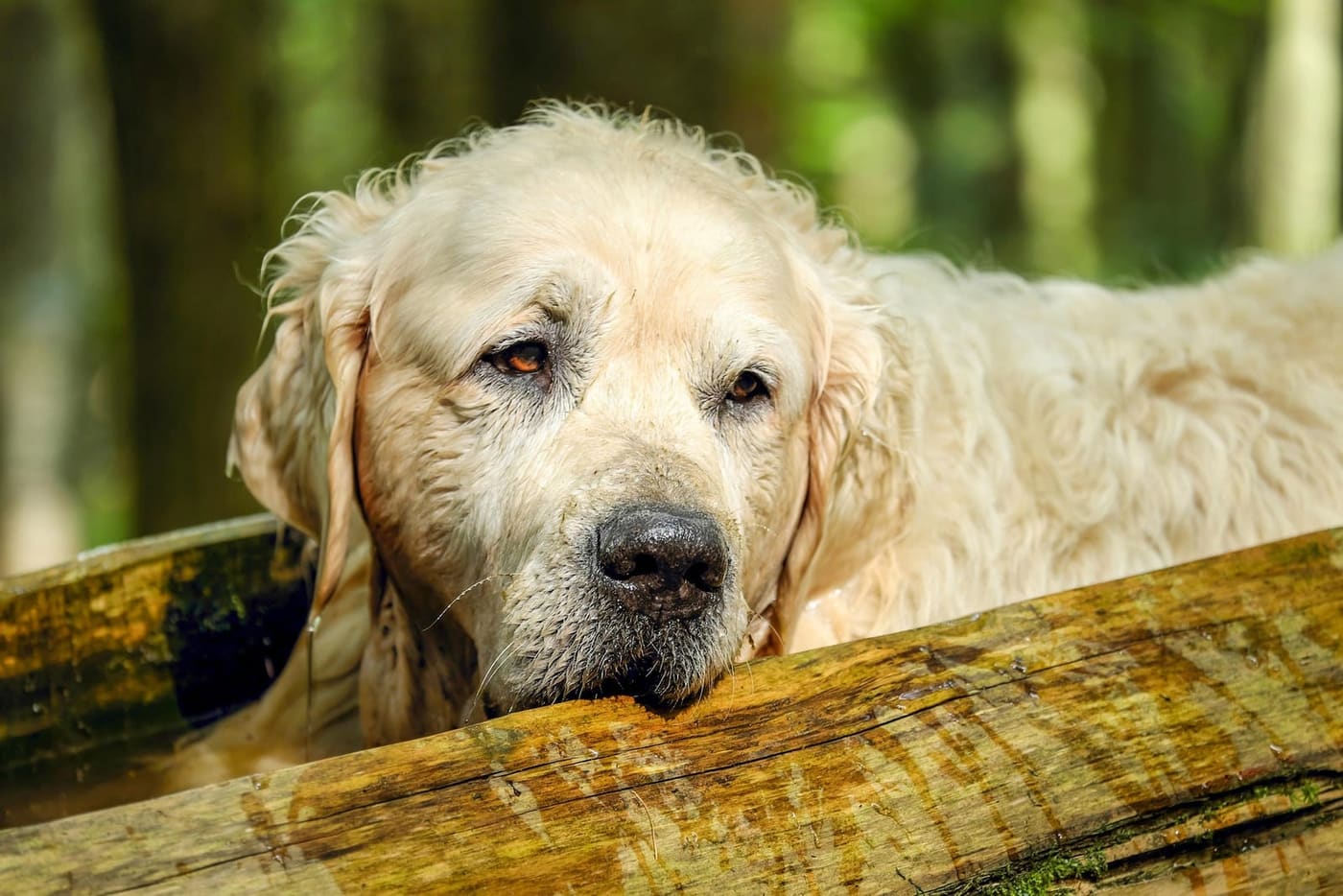 A wet dog resting on a log after swimming