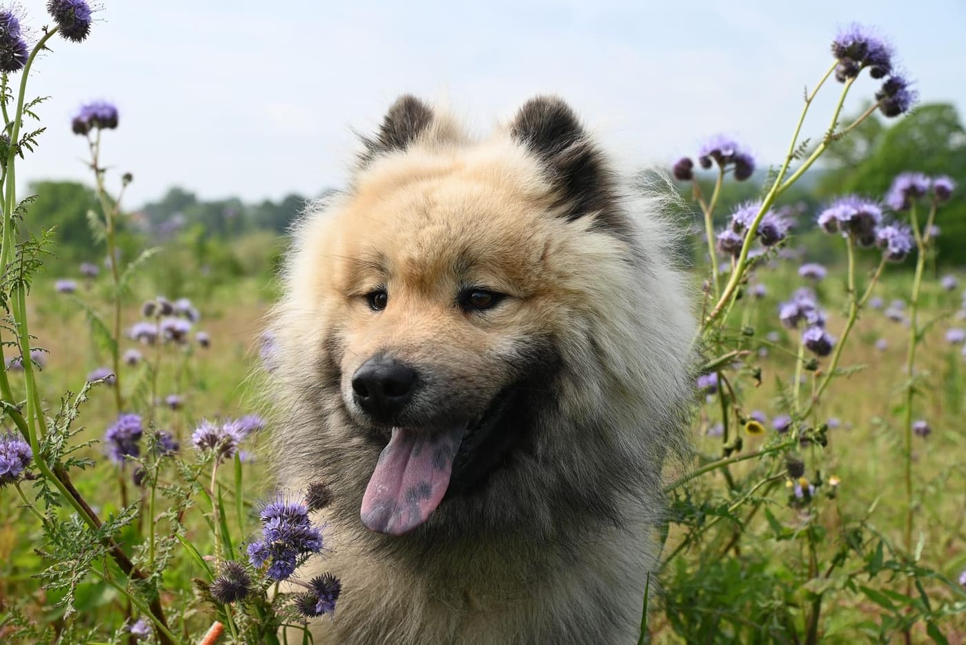 Un chien tout ébouriffé dans une prairie de montagne pleine de fleurs violettes