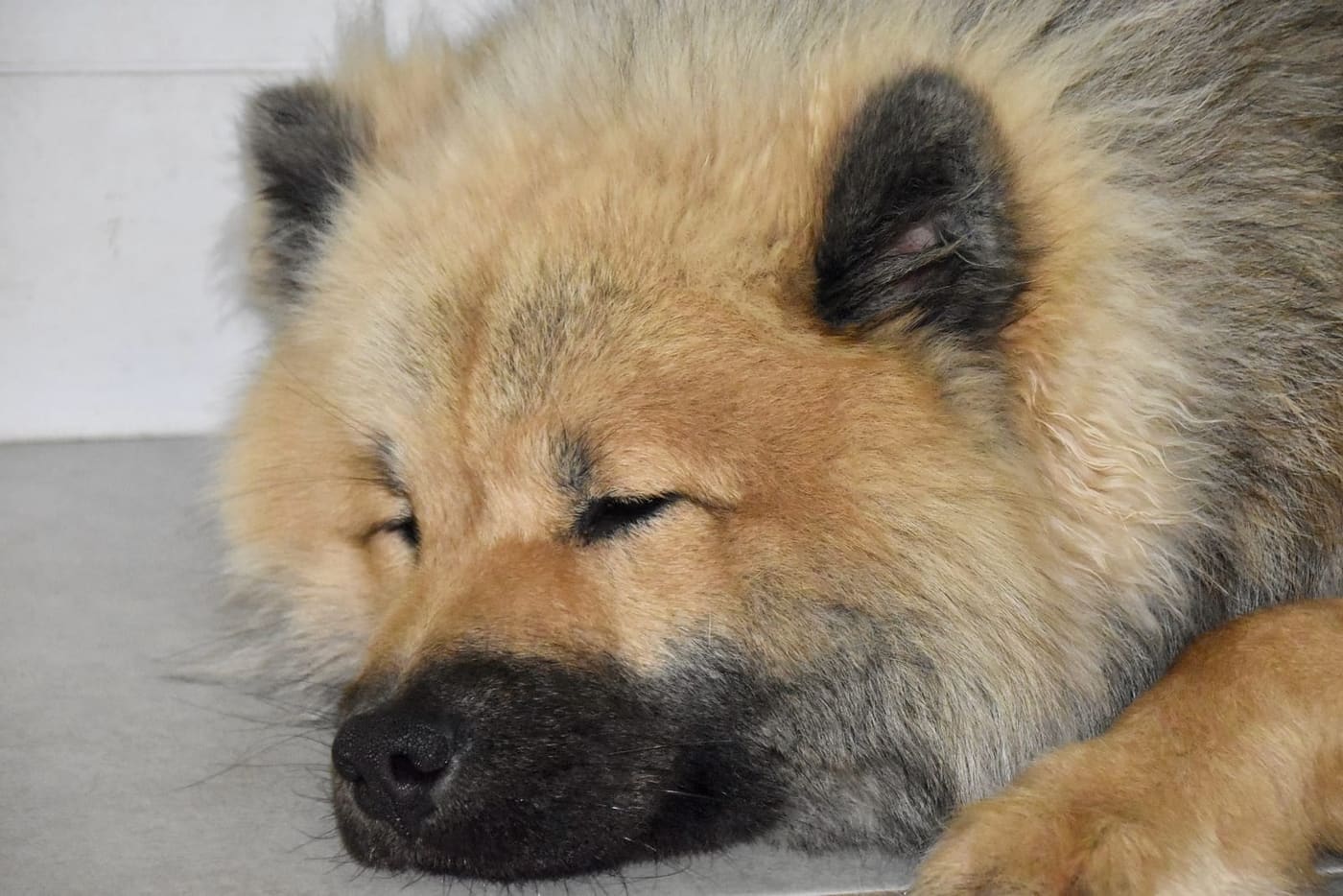 Hondentrimsalon kiezen: hoe vaak moet je hond naar de trimmer?