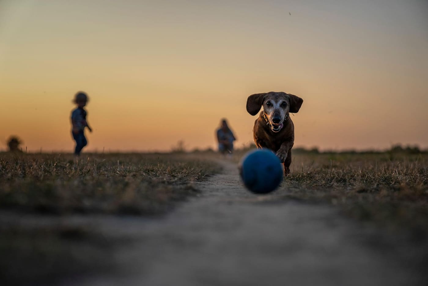 Pourquoi mon chien mange-t-il de l'herbe ? Et 7 autres questions