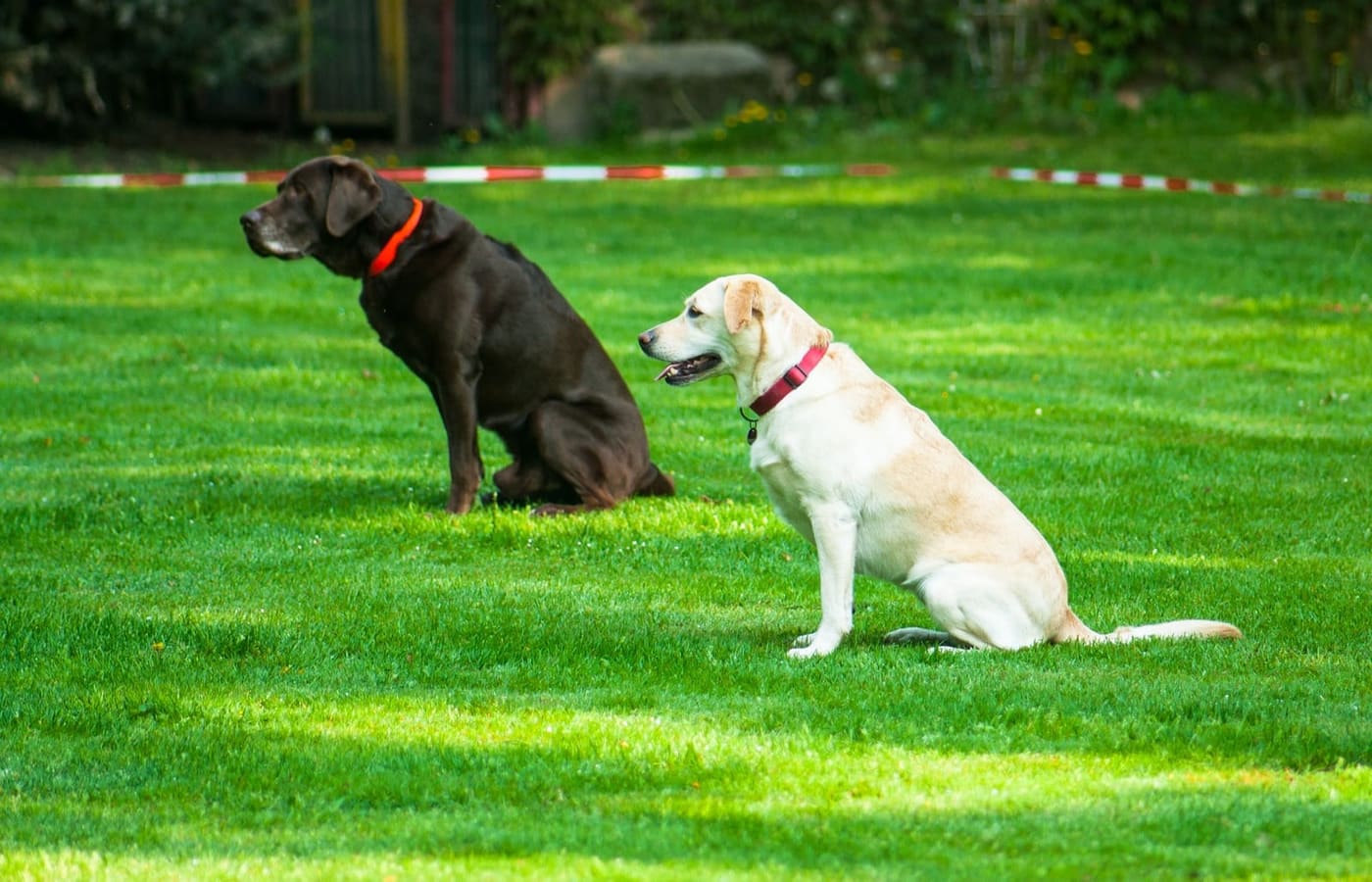 Deux chiens assis calmement côte à côte dans l'herbe