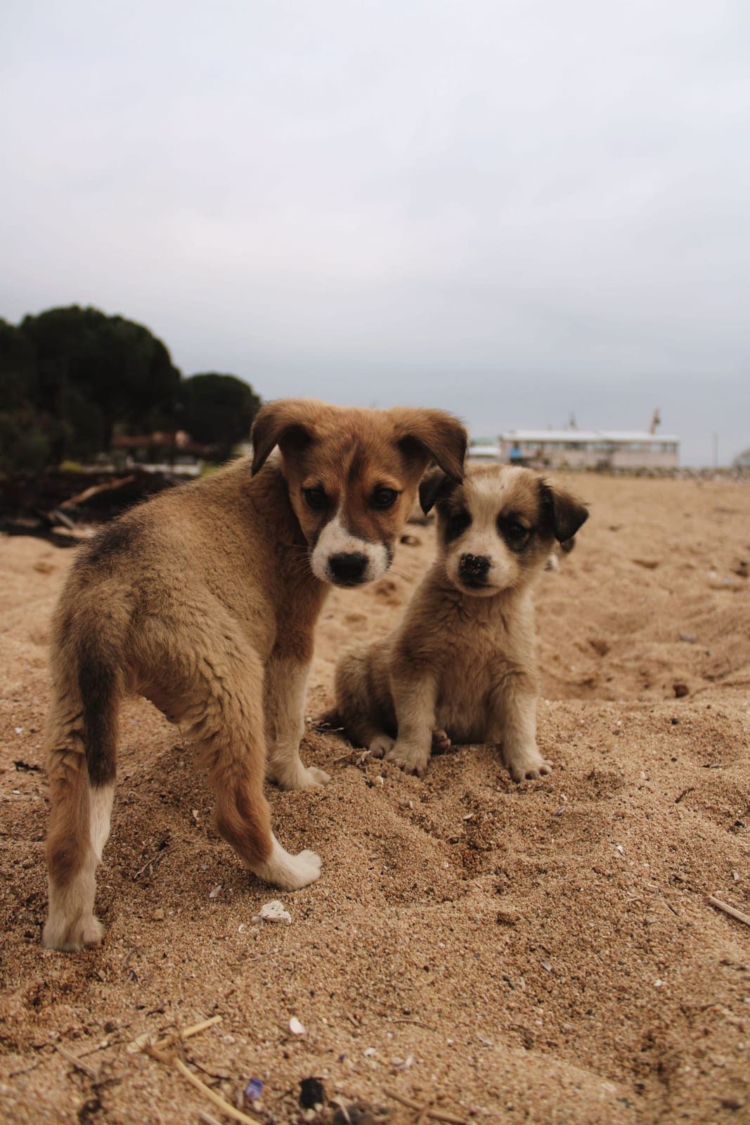 Adopter un chien : ce qu'il faut savoir sur les refuges et l'adoption