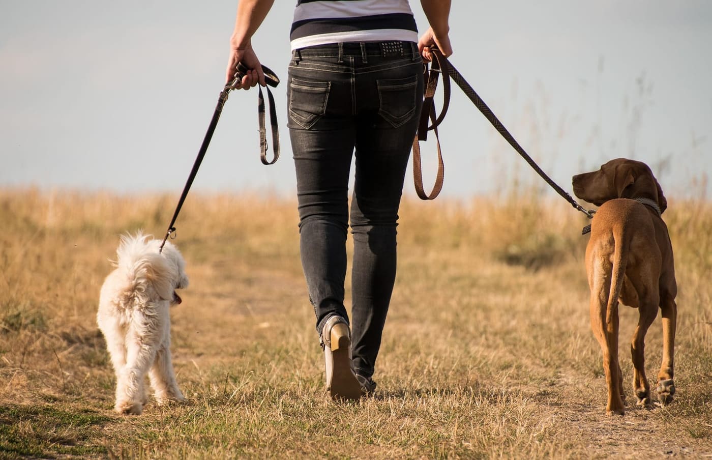 Hond laten uitlaten: een hondenuitlaatservice kiezen