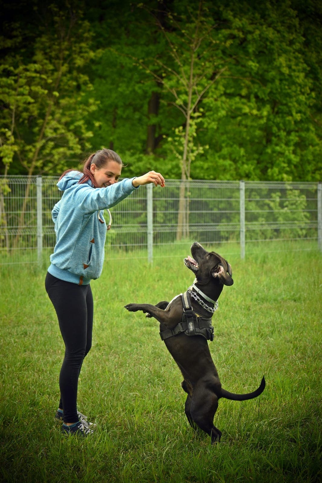 Une femme entraîne un chien avec une friandise pendant un cours en extérieur