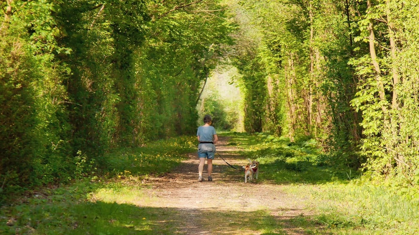 Les tiques chez le chien : repérer, retirer, prévenir