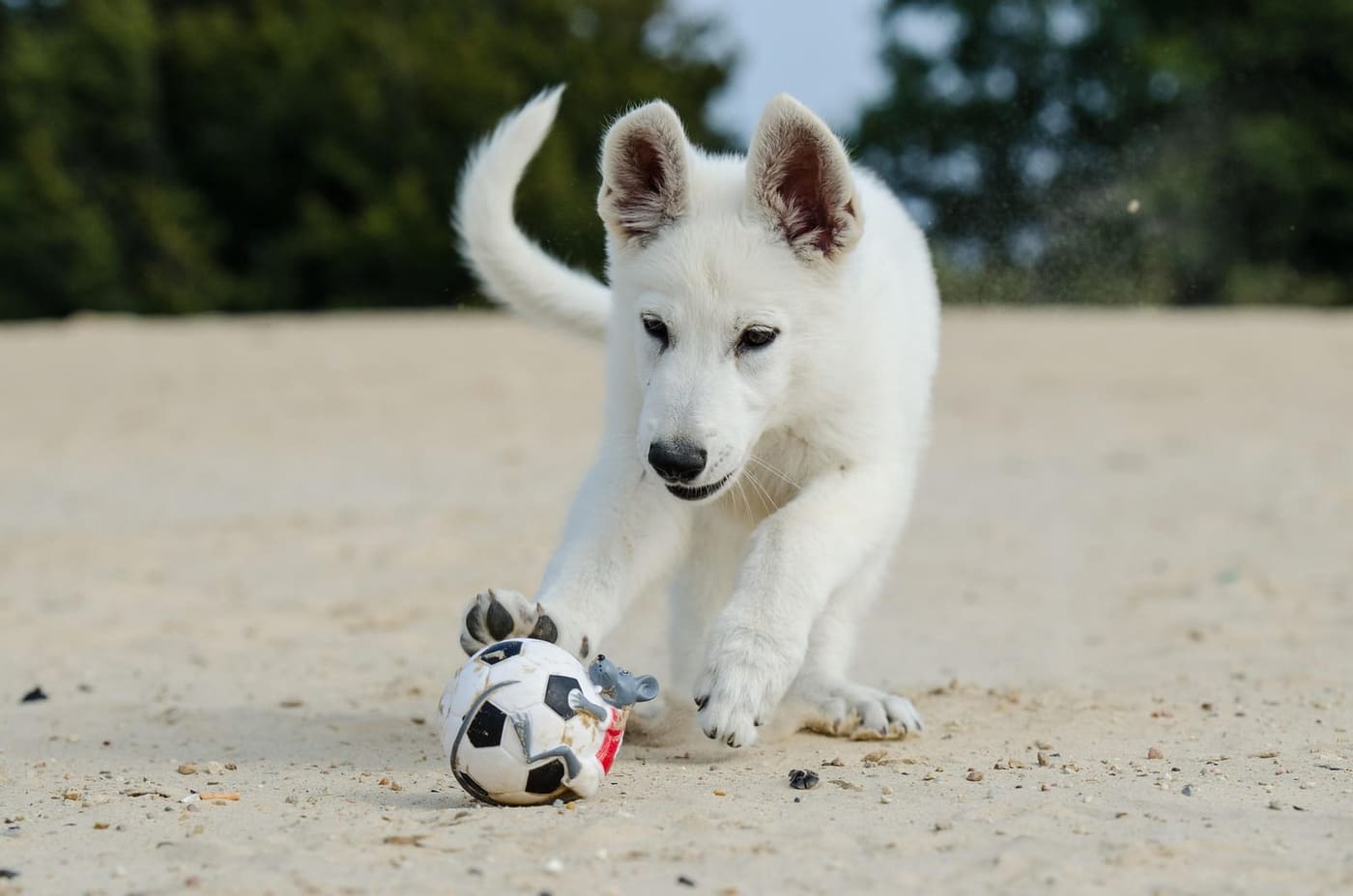 Acheter un chiot : comment reconnaître un éleveur sérieux ?