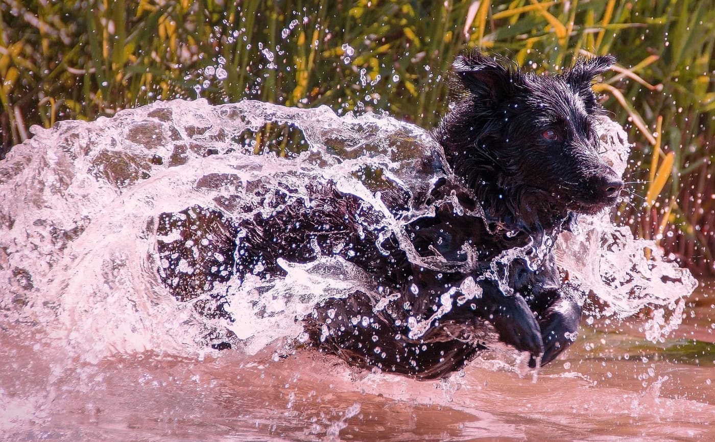 Swimming with your dog: cooling off safely in the water