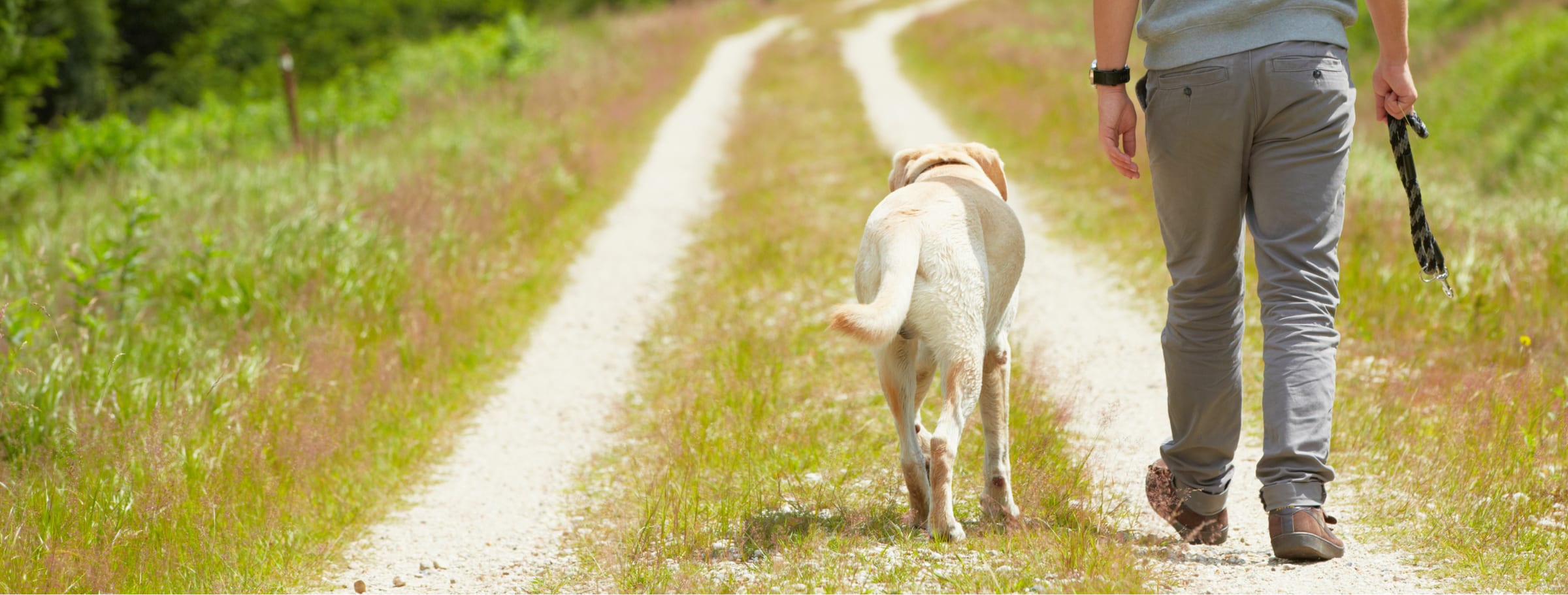 Iemand wandelt met zijn hond over een graspad tussen de velden